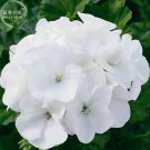Rare BELLFARM Geranium Maverick White Perennial Flower Seeds, 10 seeds