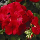 Rare BELLFARM Geranium Maverick Scarlet Perennial Flower Seeds, 10 seeds