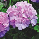 Rare BELLFARM Geranium Light Lavender-pink Flowers Seeds, 10 seeds