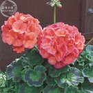 Rare BELLFARM Geranium Bright & Coral-orange Flowers Seeds, 10 seeds