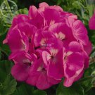 Rare BELLFARM Geranium Large Heads of Bright Pink Flowers with Light Eyes Flower Seeds, 10 seeds