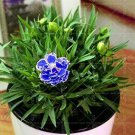 Rare Carnation Perennial Flower 100 Seeds, Blue Double Flowers with White Edge