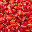 Rare BELLFARM Bell Pepper 'Cajun Belle' Vegetable Seeds, 20 seeds