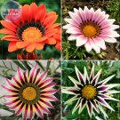 Rare BELLFARM Gazania Mixed 9 Types of Treasure Flower Seeds, 30 seeds
