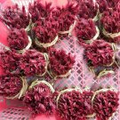 Rare BELLFARM Cedrela Sinensis Chinese Toon Organic Vegetable Seeds, 50 seeds
