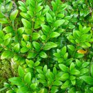 Rare BELLFARM Wintergreen Boxwood Heirloom  Shrubs Seeds, 50 seeds
