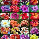 Rare Plumeria Hawaiian Foam Frangipani Flowers 40 Seeds