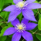 Rare Clematis Hybridas Seed, Purple Flowers 104 seeds