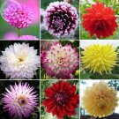 Rare BELLFARM Dahlia Mixed 9 Types Perennial Flower Seeds, 100 seeds