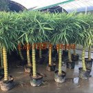 Rare 50 PCS Garden Bambusa Ventricosa Bamboo Seeds