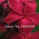 Rare Garden Frangipani Plumeria 30 Seeds, Dark Red Flowers