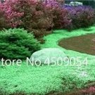 Rare Creeping Thyme Plants Green Rock CRESS Plants 400 seeds