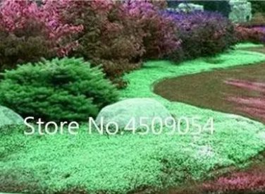Rare Creeping Thyme Plants Green Rock CRESS Plants 400 seeds