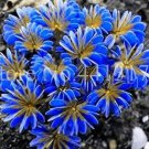 Rare 100Pcs Exotic Rainbow Oxalis Seed Versicolor Flower
