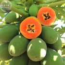 Rare BELLFARM Hainan Red Papaya Green Skin Fruit Seeds, 6 seeds