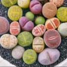 Rare 100PCS Mix Living Stone Plants Seeds