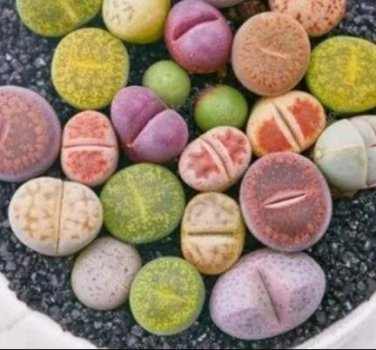 Rare 100PCS Mix Living Stone Plants Seeds
