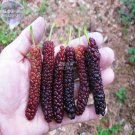 Rare BELLFARM Big Long Mulberry Fruit Tree, 50 Seeds,