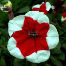 Rare BELLFARM Petunia 'Five-pointed star' Red White Flower Seeds, 200 seeds