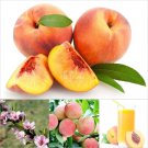 Rare BELLFARM Sweet Prunus Persica Dwarf Peach Tree Fruit Seeds, 5 seeds