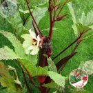Rare BELLFARM Red Burgundy Okra Herb Seeds, 10 seeds
