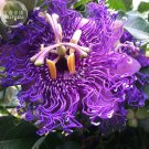 Rare BELLFARM Passiflora Temptation Flower Seeds, 30 seeds