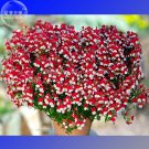 Rare BELLFARM Nemesia Strumosa Danish Flag Flower Seeds, professional pack, 30 Seeds