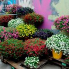 Rare BELLFARM 'Kabloom' Calibrachoa Mixed Bonsai Hanging Petunia Seeds, 200 seeds