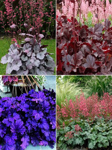 Rare Heuchera, Mixed 100 seeds