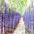 Rare BELLFARM Black Sugarcane Organic Subtropics Plant Seeds, 100 seeds