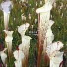 Rare BELLFARM White Nepenthes Seeds, 5 seeds,