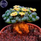 Rare BELLFARM Rare Lithops Hybrid Seeds, 10 seeds