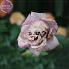 Rare BELLFARM 'The Death' Rose seeds, 100 seeds, professional pack