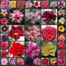 Rare BELLFARM Mixed Different Colorful Adenium Desert Rose Seeds, 25 seeds
