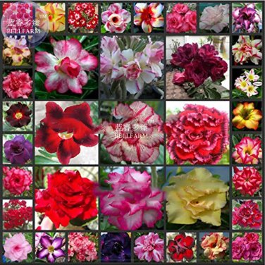 Rare BELLFARM Mixed Different Colorful Adenium Desert Rose Seeds, 25 seeds