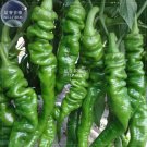 Rare BELLFARM 'Chitterlings' Green Red Hot Pepper Vegetable Seeds, 30 seeds