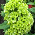 Rare Cockscomb, Green 100 seeds