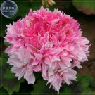 Rare BELLFARM Geranium Bonsai Rose Red & Light Pink Flowers with Sharp Corner 10 seeds