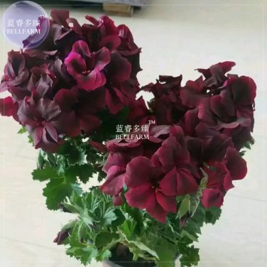 Rare BELLFARM Geranium Bonsai Redish Black Single Petals Flower 10 seeds