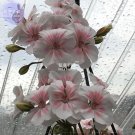 Rare BELLFARM Geranium Bonsai Purely White to Light Pink Single 10 seeds