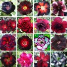Rare BELLFARM Mixed 16 Types Bonsai Adenium Plant 30 Seeds