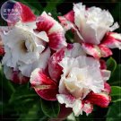 Rare BELLFARM Milky White & Deep Red Adenium Garden Flower Seeds (no soil), 2pcs
