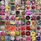 Rare BELLFARM Bonsai Mixed 64 Types of Adenium Desert Rose Seeds, 100pcs/pack