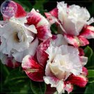 Rare BELLFARM Adenium Milky Cream White and Deep Red Flower Bonsai *Seeds, 50pcs/pack