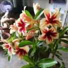 Rare BELLFARM Adenium Light Yellow-to Dark Red Single Petals Bonsai Flower, 2seeds/pack