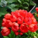 Rare BELLFARM Geranium Fire Red 'Apple Blossom' Bonsai Flowers 20pcs 'Seeds' Petals