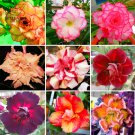 Rare BELLFARM Adenium Mixed 9 Types Double Petals Colorful Bonsai Desert Rose Seeds, 10pcs