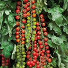 Rare BELLFARM Tomato 'Rapunzel' Green Red Bonsai Cherry Tomato, 100pcs 'Seeds'