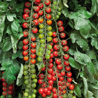Rare BELLFARM Tomato 'Rapunzel' Green Red Bonsai Cherry Tomato, 100pcs 'Seeds'