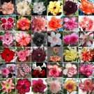 Rare BELLFARM Adenium Mix 36 Types Bonsai Desert Rose Seeds 100pcs